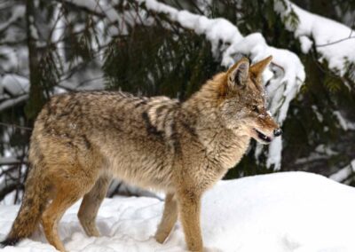 Coyote - winter