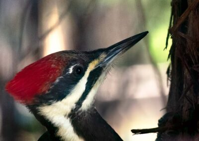 Pileated Woodpecker - West Kootenay